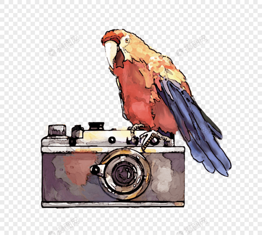 水彩鹦鹉手绘相机元素图片