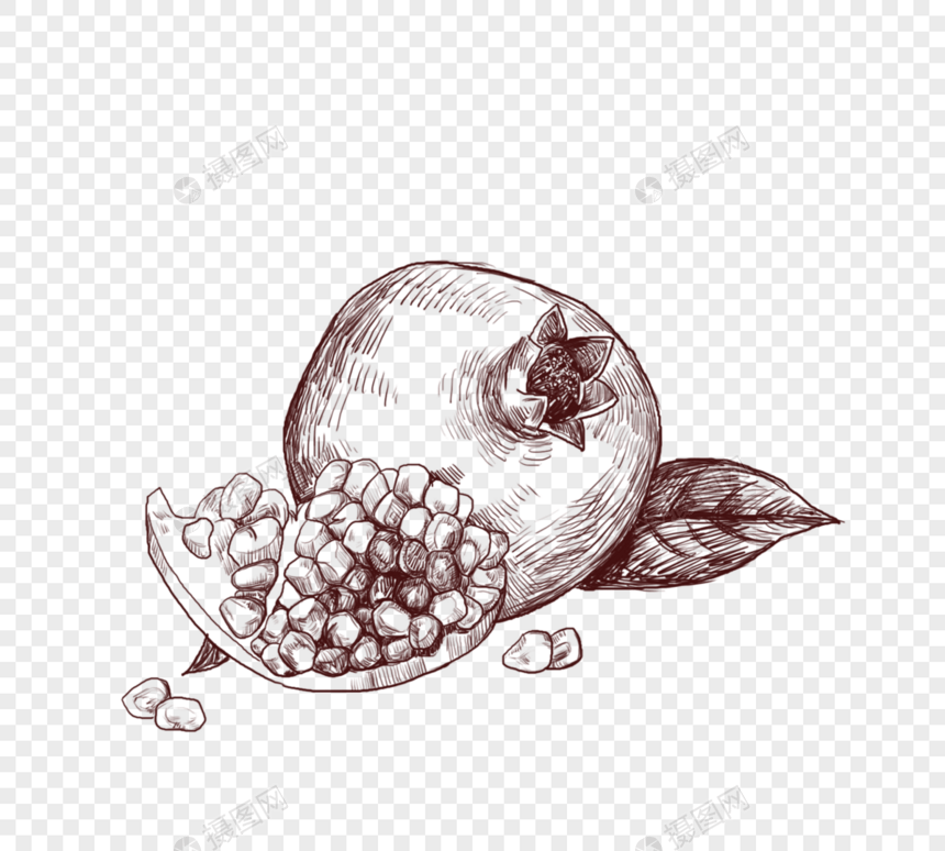 季节性水果石榴线描图片