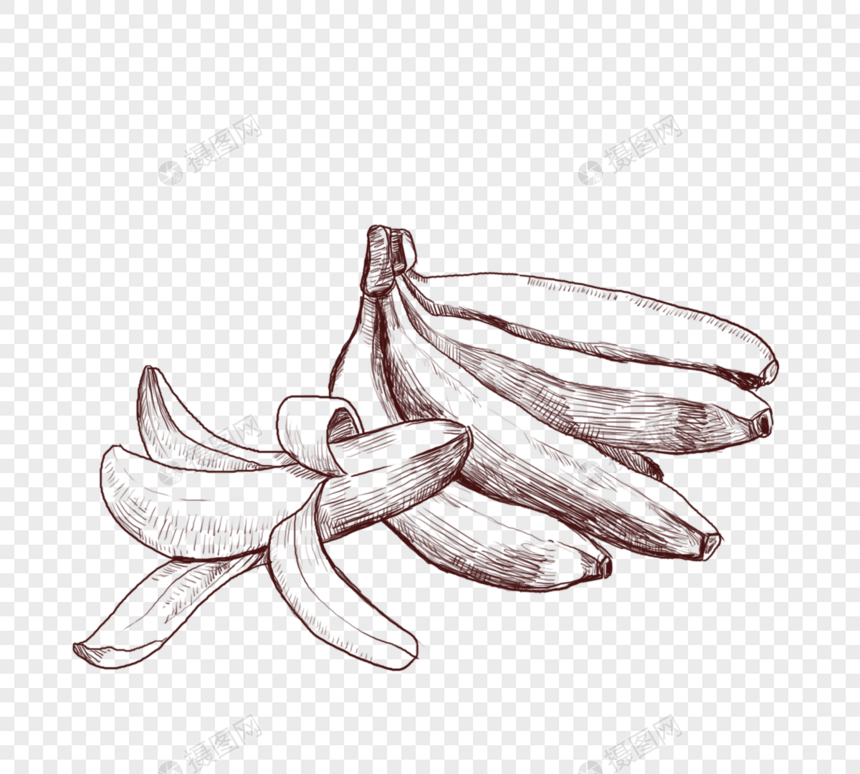 季节性水果香蕉线描图片