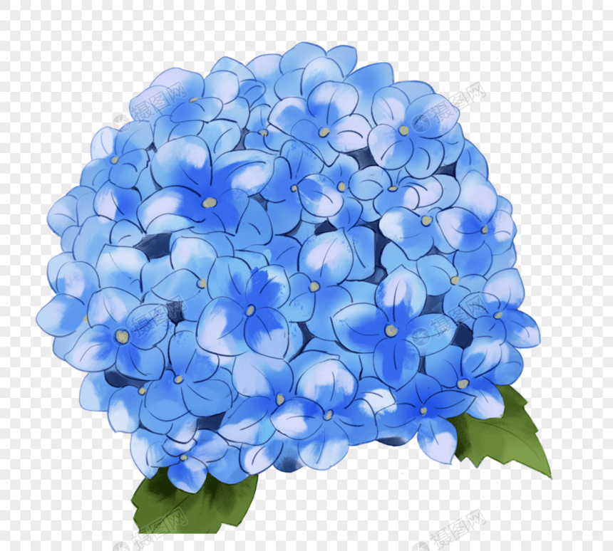 手绘蓝色盛开绣球花图片