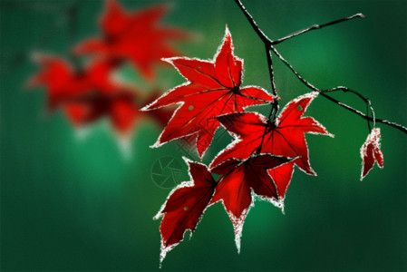 秋天树叶绿色霜降结霜的枫叶GIF高清图片