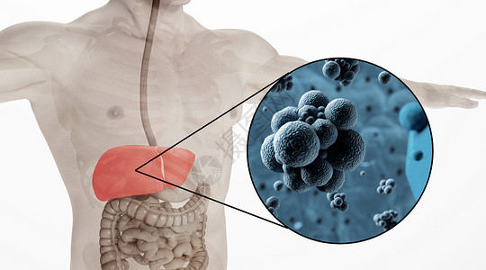 肝脏健康人体乙肝场景设计图片