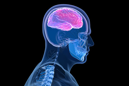 脑健康C4D脑部模型设计图片