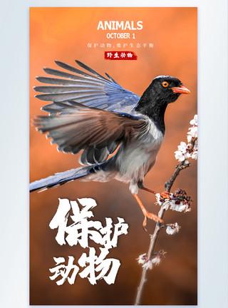 保护鸟保护动物摄影图海报设计模板