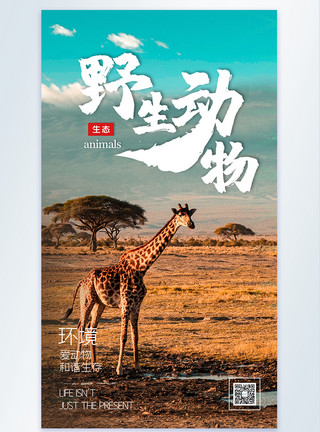 生态动物野生动物长颈鹿摄影图海报设计模板
