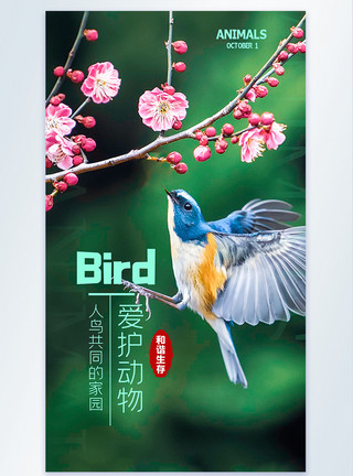 野生鸟鸟捕食摄影图海报设计模板