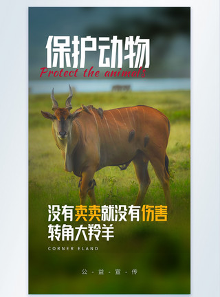 关爱流浪动物公益海报保护动物转角大羚羊摄影图海报模板