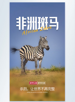 非洲馆保护动物非洲斑马摄影图海报模板