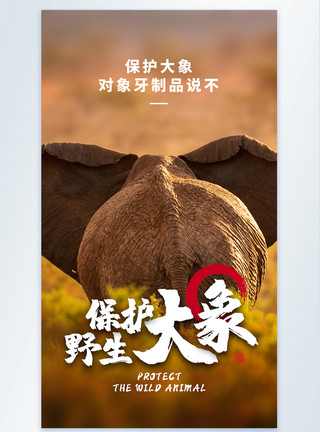非洲素材保护野生动物非洲大象摄影图海报模板