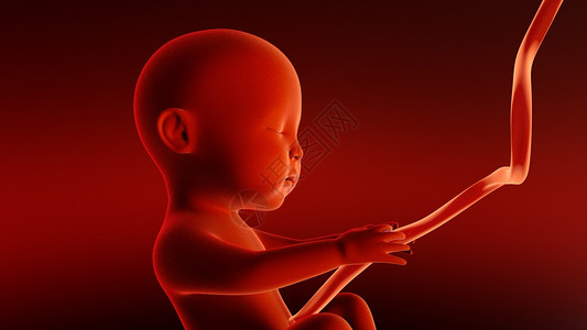 婴儿胚胎生命培孕过程背景图片