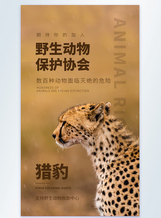 拒绝伤害野生动物保护协会公益宣传摄影图海报模板