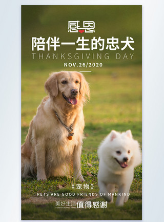 银狐犬感恩节感恩宠物陪伴摄影图海报模板