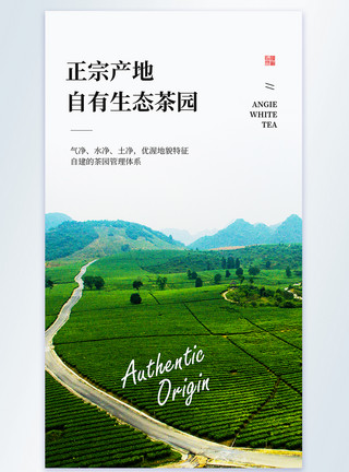 日晒白茶正宗产地 自有生态茶园摄影图海报模板