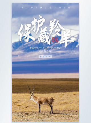可可西里藏羚羊保护野生动物公益宣传摄影图海报模板