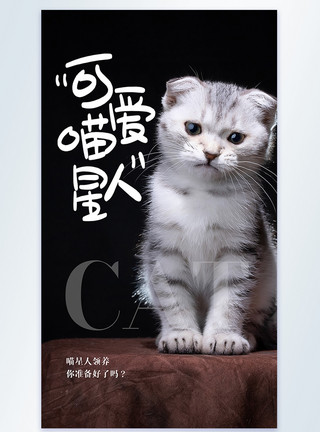 宠物猫可爱喵星人之猫咪摄影图海报模板