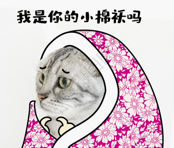 灰色猫咪猫咪宠物GIF高清图片