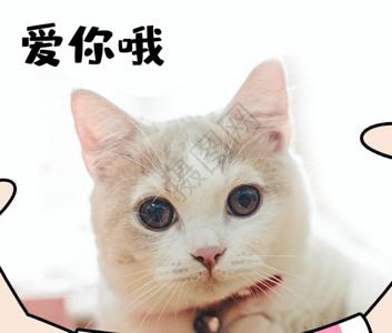 猫咪框表白猫咪高清图片