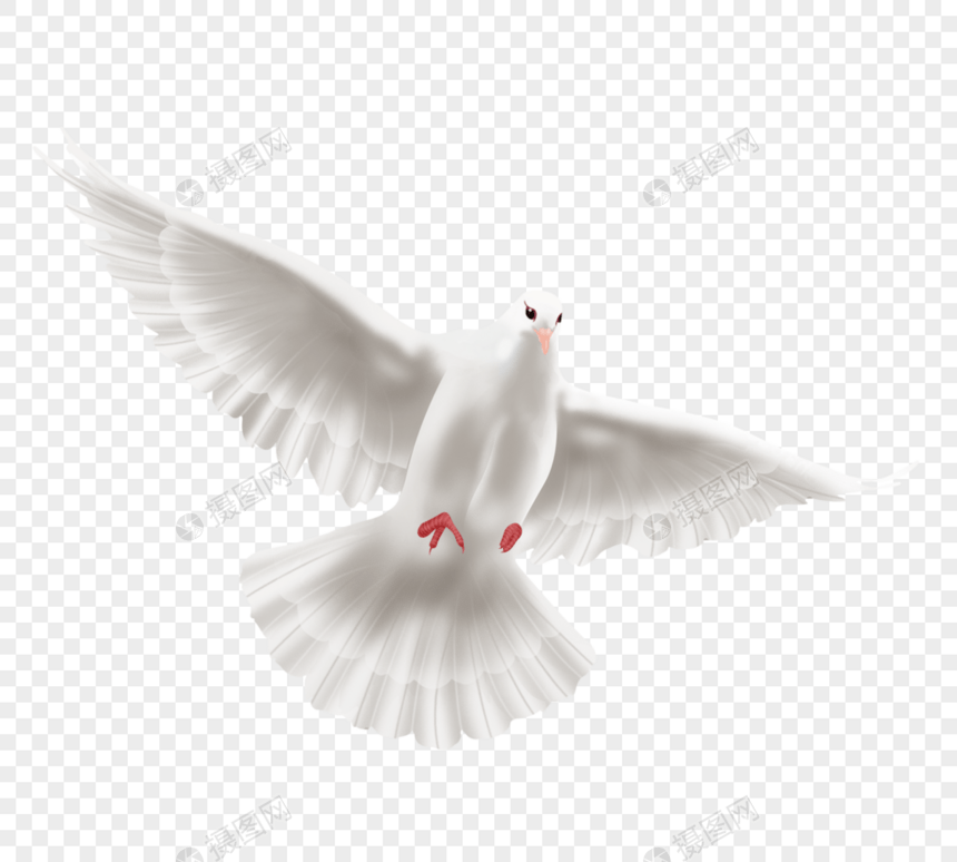 ﻿创意可爱鸽子白色图片