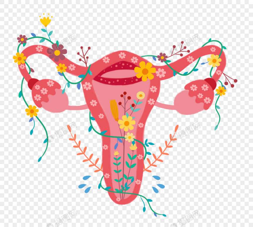 手绘卡通花卉女性生殖器系统图片