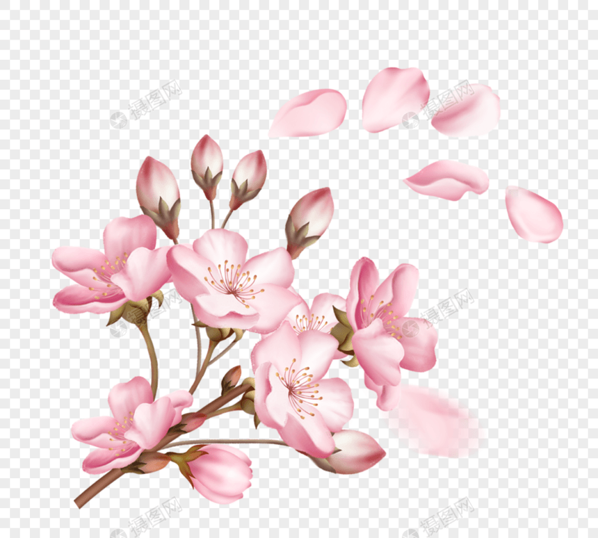 一簇樱花花瓣飘落粉色樱花图片