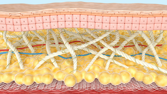 脂肪细胞微观皮肤模型设计图片