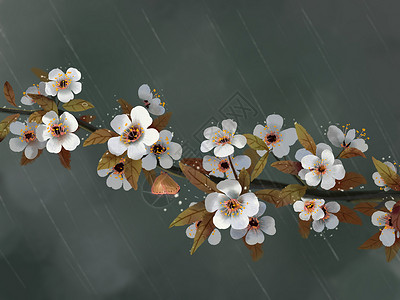 雨中的樱花图片