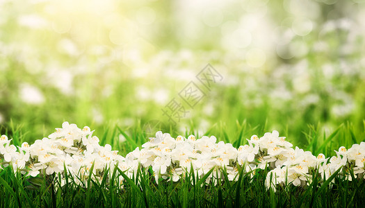 杭州花圃春天花卉背景设计图片