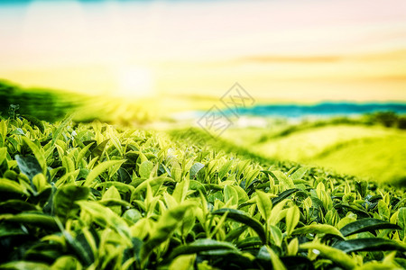 植物茶园春天茶园背景设计图片