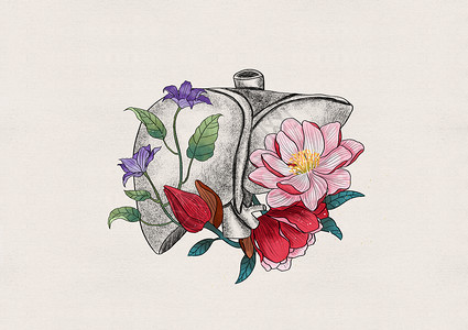 肝脏和花卉器官插画背景图片