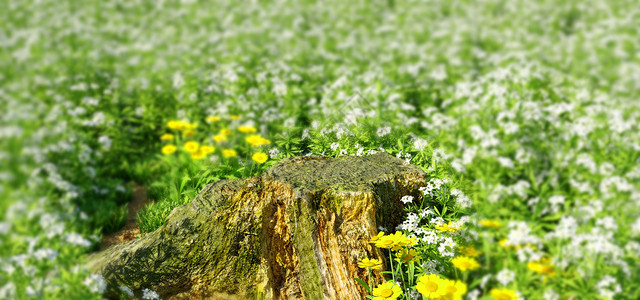 树根上面蘑菇春季野外场景设计图片