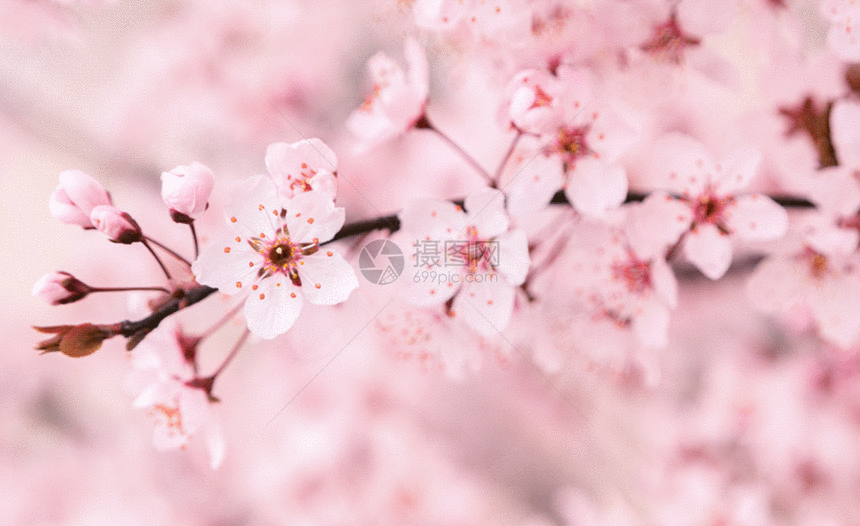 樱花gif动图图片