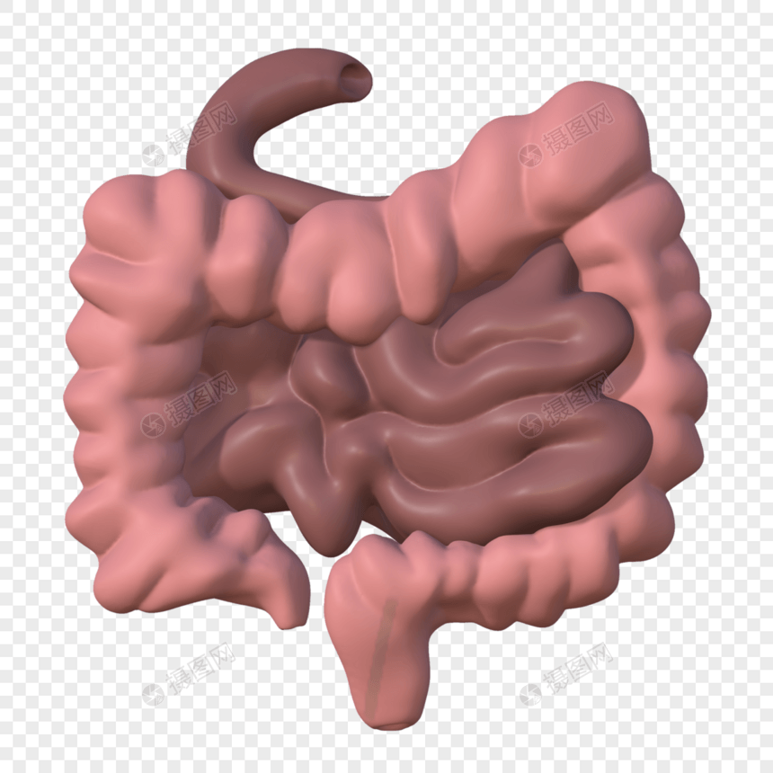 肠子器官模型图片