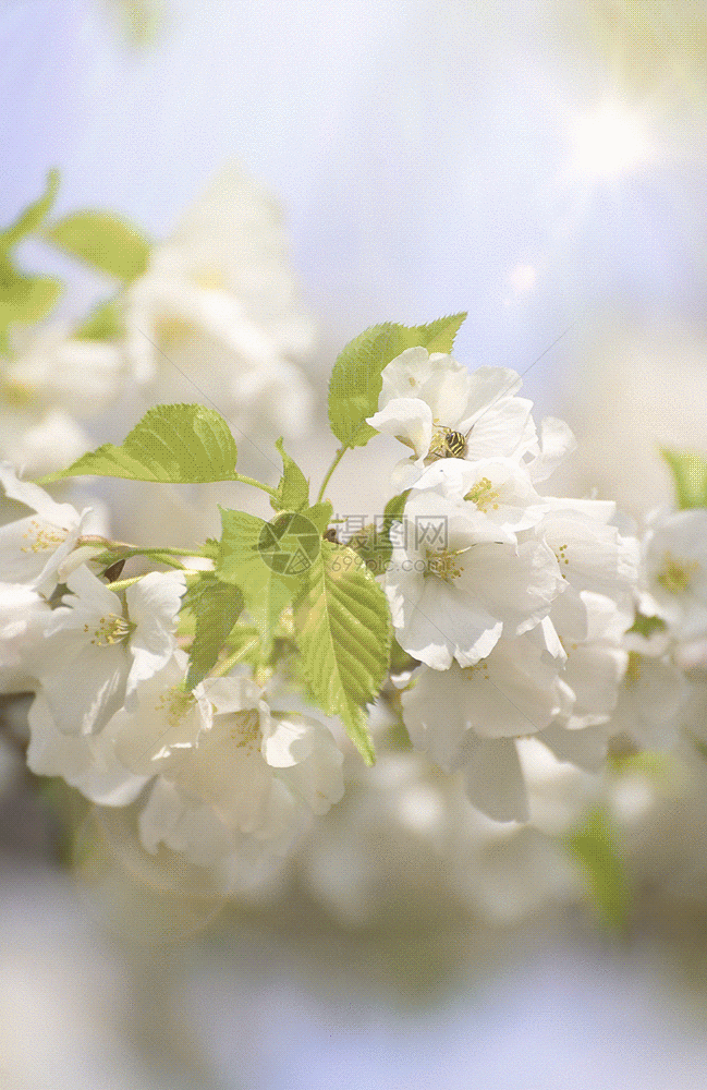 春天白色樱花gif动图图片
