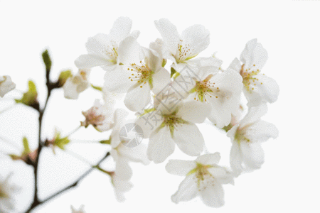 初开的白色樱花gif动图图片