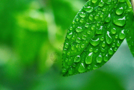 绿色水素材树叶上的水滴gif动图高清图片