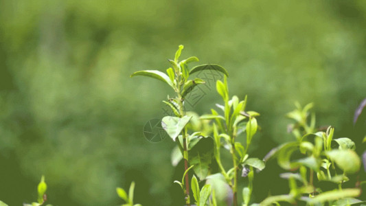 茶园茶树叶GIF高清图片