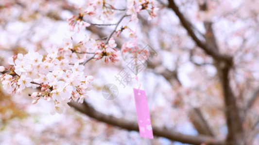 植物粉樱花与风铃GIF高清图片