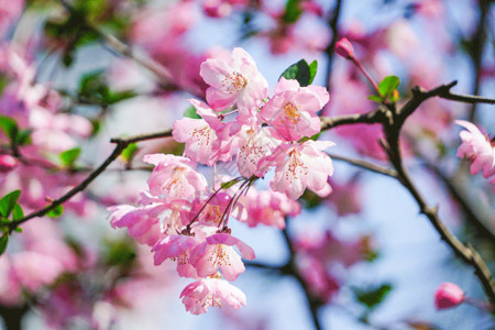 花朵花蕊海棠花开拍照gif动图高清图片