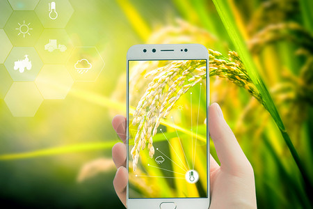 泰国稻谷科技农业生产设计图片