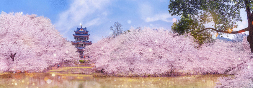 武汉大学樱花季公园里的樱花GIF高清图片