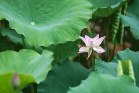 绿色夏季花朵荷花gif动图高清图片