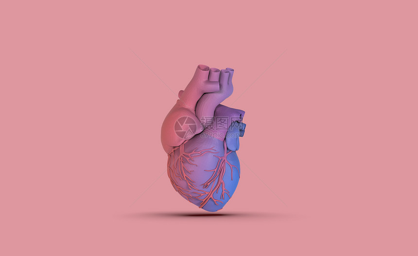 3D人体心脏模型图片