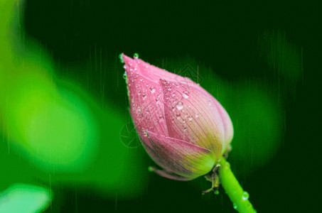 唯美荷花与花苞夏日的荷花莲蓬荷叶gif动图高清图片