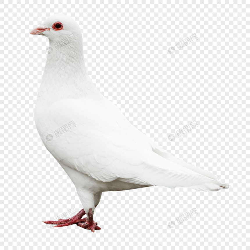 白色的鸽子图片