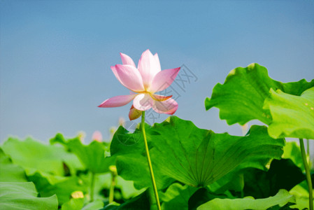 绿色清新花瓣夏日荷花GIF高清图片