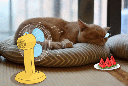 夏天的猫咪GIF图片