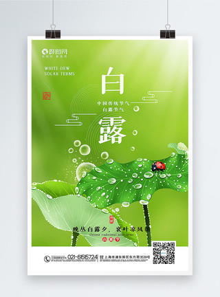 绿色清新水滴绿色清新白露节气海报模板