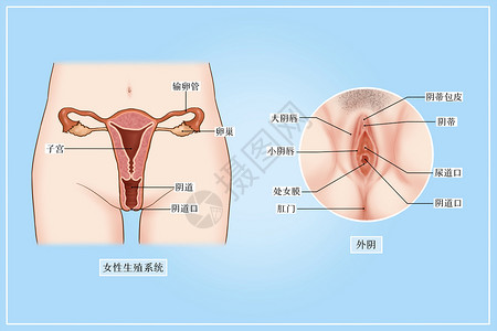 女性生殖系统和外阴医疗插画子宫高清图片素材