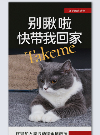 猫图宠物宣传设计摄影图海报模板