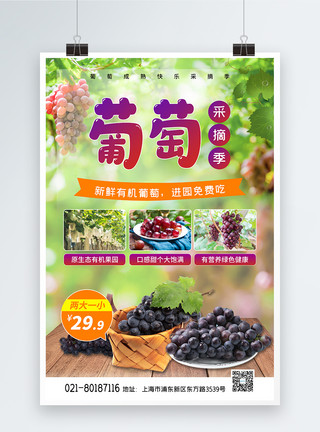 葡萄采摘节葡萄采摘水果海报模板
